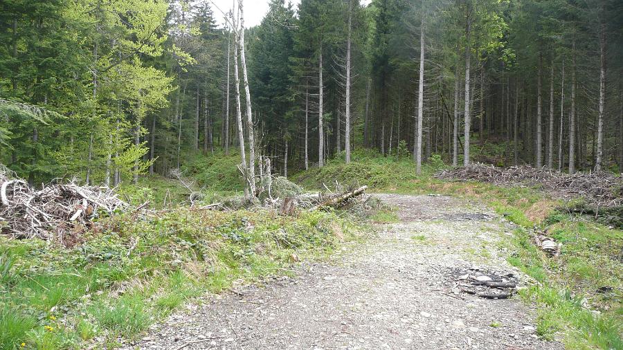 Wald für Geländespiel